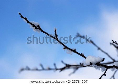 tree branch with snow against the sky, waiting for spring
