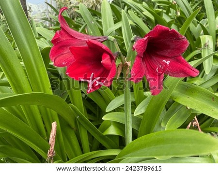 Flower torong or red hippeastrum