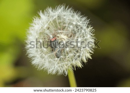 A white dandelion with beetle inside.  Detailed picture