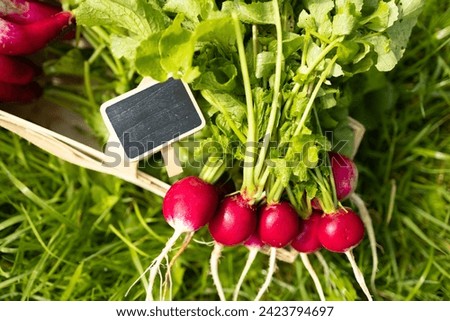 Red radishes and business card mock up for organic farming homegrown produce small business. High quality photo