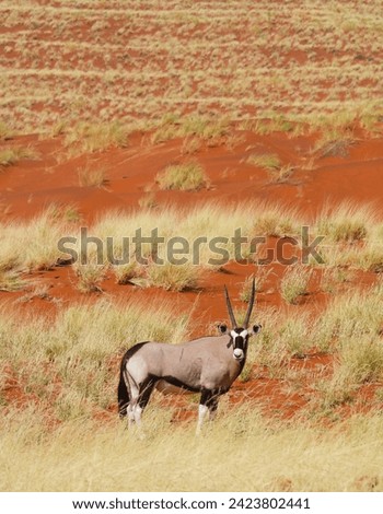 Oryx with red dune background in Namibia