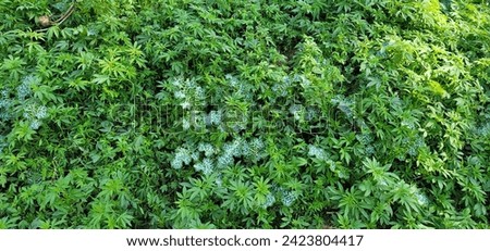 The plant is characterized by its prickly leaves and purple flower heads. The leaves can appear greenish-gray or greenish-white due to the whitish veins that run through them. The active ingredient in Royalty-Free Stock Photo #2423804417