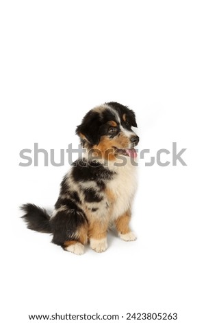 sitting puppy miniature American shepherd isolated on white  Royalty-Free Stock Photo #2423805263