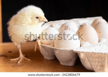 broiler chicken and eggs . Agriculture, village, farm. Wooden background.
