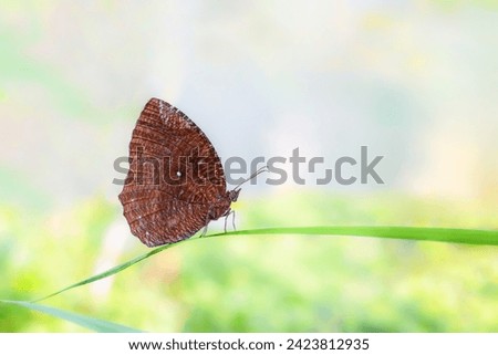 the beauty of brown butterflies