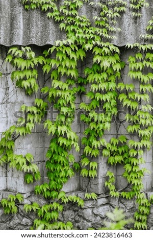 Background, texture of curly leaves of green ivy on a stone house with a roof outdoors. Photography, nature.