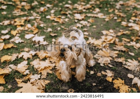 A beautiful thoroughbred frisky and playful dog, a small long-haired Yorkshire terrier walks in the park, in nature in autumn on a lawn with yellow leaves. Royalty-Free Stock Photo #2423816491