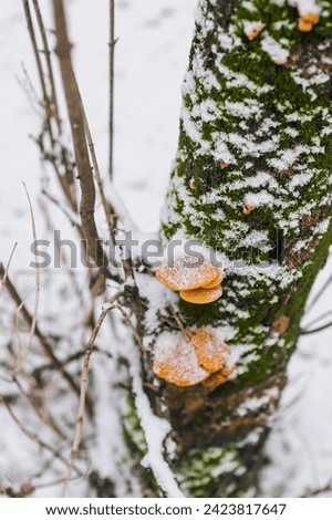 Growing edible orange flammulina mushrooms growing, hanging on a coniferous tree in the snow in winter in the forest. Photography of nature, food, plants.