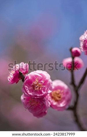 Pink plum blossoms are blooming under the blue sky.
Scientific name is Prunus mume.English name is Japanese apricot. Royalty-Free Stock Photo #2423817999