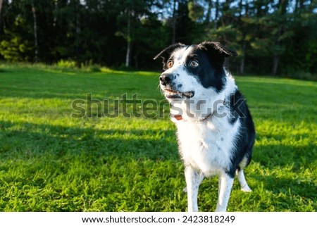 A black and white dog looks at its owner attentively. Nature. . High quality photo
