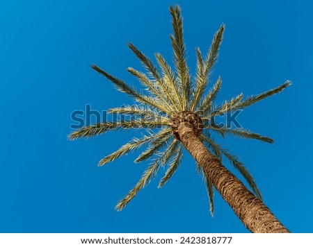 Beautiful palm at Marbella beach, Andalusia, Spain