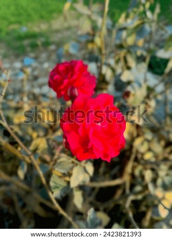 The Rose is looking beautiful✨
its redness is blossom 🌹
two roses picture 💐
