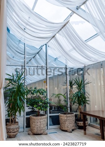 Potted plants near a large window