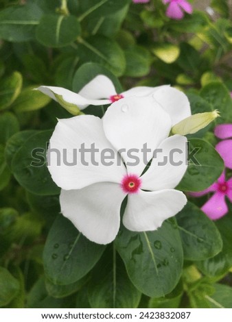 Close up photo of the blooming Catharanthus roseus flower, with white flowers, behind its beauty this plant has potential as a source of medicine.