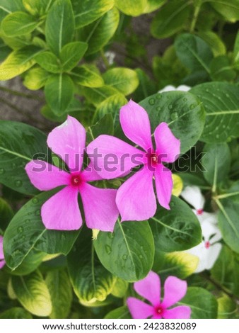 Close up photo of the blooming Catharanthus roseus flower, with pink flowers, behind its beauty this plant has potential as a source of medicine.