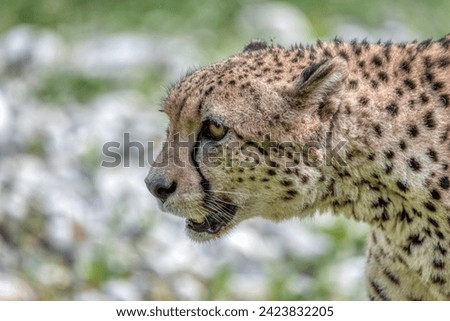 A cheetah, Acinonyx jubatus, in zoo Germany