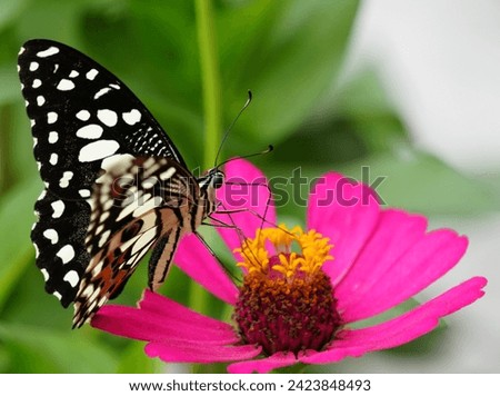 Close up of a charming butterfly perched on a beautiful flower. Looks detailed and impressive.