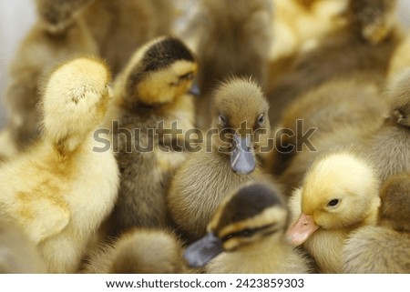 ducklings sold in traditional markets. a collection of cute ducklings.