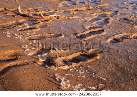 footprints and bird feather on a muddy lake shore Royalty-Free Stock Photo #2423862037