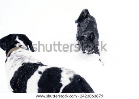 A spirited chase in the snow captures a white and black dog pursuing a black dog, both enjoying a playful winter game