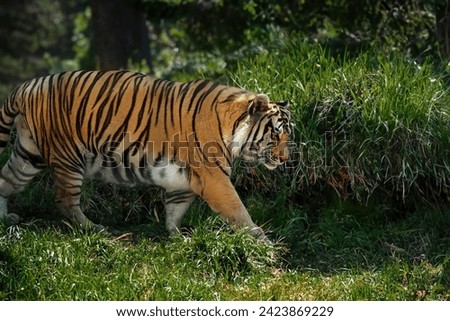 Bengal Tiger (Panthera tigris tigris) Royalty-Free Stock Photo #2423869229