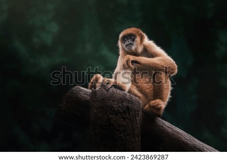 Southern Muriqui monkey (Brachyteles arachnoides) or Woolly Spider Monkey Royalty-Free Stock Photo #2423869287