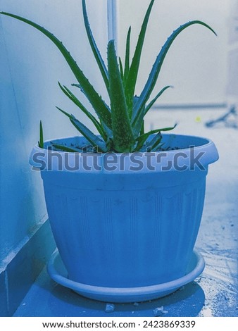 This is a Beautiful Aloe Vera Plant in house.Aloe vera health care plant and so many benefits.it’s good for health and everyone use Aloe vera it’s a amazing plant picture of Aloe vera.