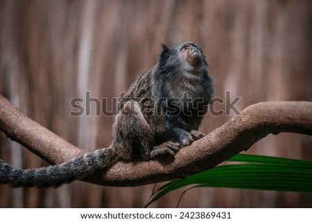 Black-tailed Marmoset (Mico melanurus) - South America monkey Royalty-Free Stock Photo #2423869431
