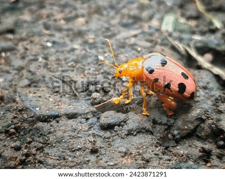 beetles walk on the ground