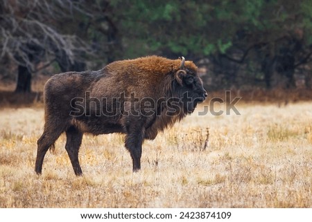 The European bison (Bison bonasus) or the European wood bison herd by the woods male in the pasture
