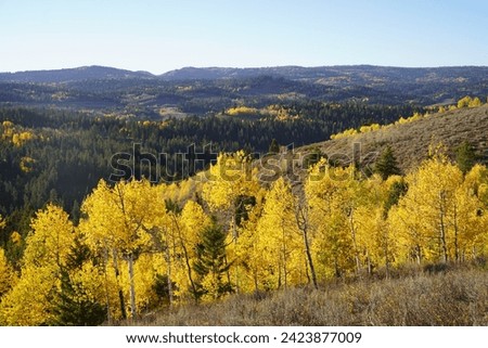 Fall Picture near Star Valley Wyoming