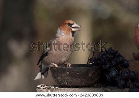 The hawfinch , Coccothraustes coccothraustes, a passerine bird in the finch family Fringillidae, standing on a bird feeder in the garden looking for the remaining seeds. Close up picture in winter.