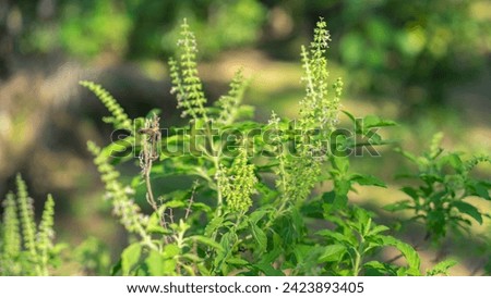 Photographs of plants, basil plants, garden vegetables, Thai herbs, local Thai herbs, spices, fresh green sprouted basil leaves, plentiful amidst nature. Picture of the face is clear and the backgroun