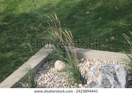 clusters of ripe grains in a rock-filled planter