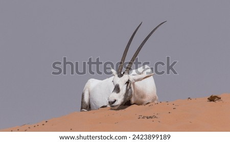 A male Arabian Oryx with long horns, lying down in the yellow desert sand with the sky in the background and Arabian oryx (Oryx leucoryx) in the Dubai Desert Conservation Reserve, United Arab Emirates