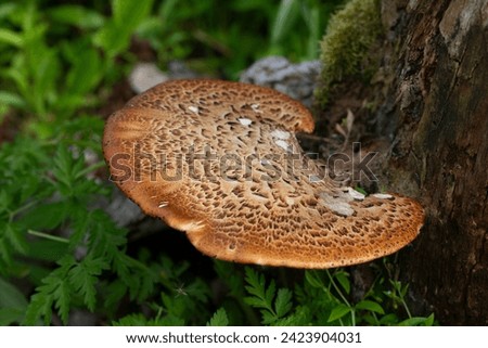 Cerioporus squamosus, also known as Pheasant's back mushrooms and dryad's saddle, is a basidiomycete bracket fungus found growing on dead trees Royalty-Free Stock Photo #2423904031