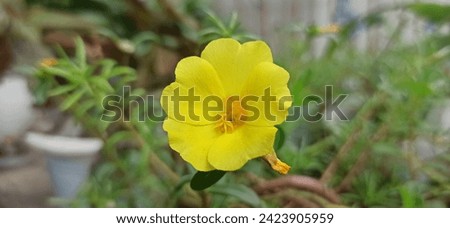 Kroto roses are yellow after being doused with rain water Royalty-Free Stock Photo #2423905959