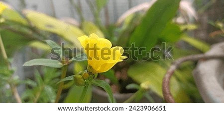 Kroto roses are yellow after being doused with rain water Royalty-Free Stock Photo #2423906651