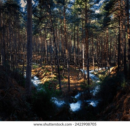 Panoramic view of a high mountain winter stream running through a pine forest. In the center an island of earth and pine trees. Long exposure.