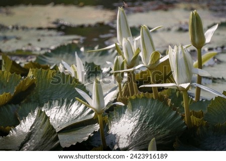 Beautiful lotus flower blooming in lake. Nice lotus picture for wall mounting. flower smell. Blooming season. Seasonal greetings of the year.