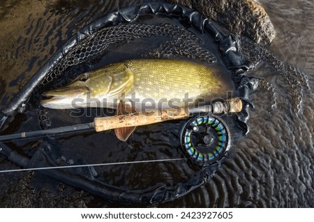 Sea pike fishing on fly rod Royalty-Free Stock Photo #2423927605