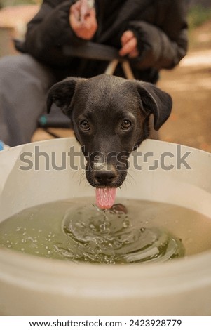 Dog drink water from beer bucket.