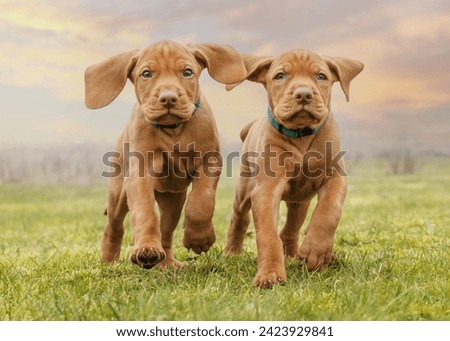 Very beautiful Hungarian Vizsla puppy having a great time. Royalty-Free Stock Photo #2423929841