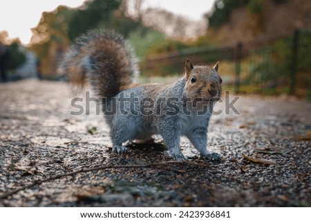 A damp grey squirrel stands alert on a leafstrewn path in a London park, its bushy tail raised, amidst the soft light of a winter morning or late afternoon. Royalty-Free Stock Photo #2423936841