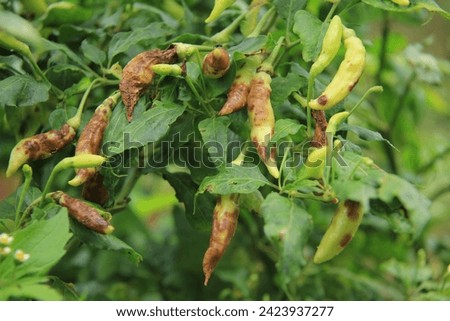 Photo of rotten chilies on the plant which are still unripe, greenish yellow in color. A sign of decay is that it is covered in brown.