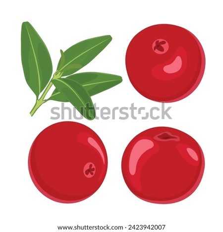 Vector illustration of cranberry fruit in cartoon flat style. Lingonberry berries fruits, food from farm garden and wild forest, vector flat isolated icon. Lingonberries, partridgeberry