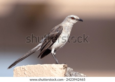 Tropical Mockingbird (Mimus gilvus), isolated, perched on a wall on a brown tone-on-tone background