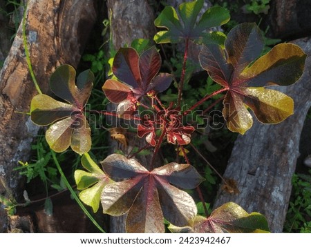 Raw photo of Jatropha gossypiifolia plant 