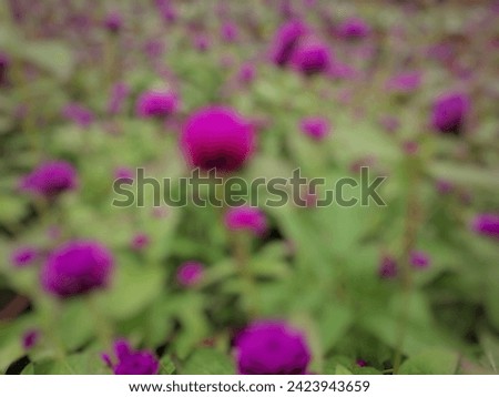 Picture of globe amaranth flower in de focus mode. The purple color is very beautiful.