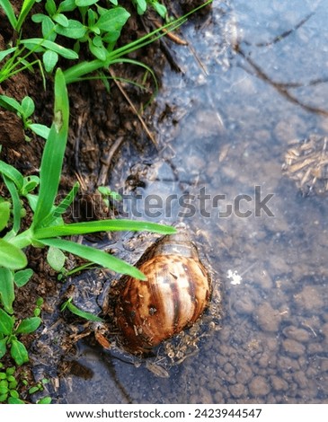 A snail is a shelled gastropod. The name is most often applied to land snails, terrestrial pulmonate gastropod molluscs. Royalty-Free Stock Photo #2423944547